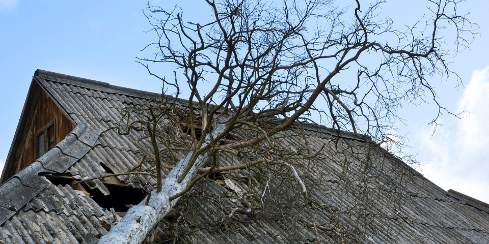 what to do when a tree damages your roof